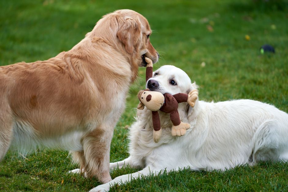 Een vrolijke hond speelt met een duurzaam hondenspeeltje in de tuin.